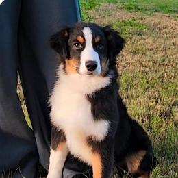 Lilly - Black tri-color female Australian Shepherd puppy in Waddell, Arizona from Winsome Aussies