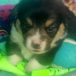 Lime green bandana boy - Black and tan male Pembroke Welsh Corgi puppy in Cherokee, Oklahoma from MCS Farms-OK