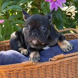 Blue collar boy - Black and tan male French Bulldog puppy in Golden, Missouri from Baxa Frenchie’s