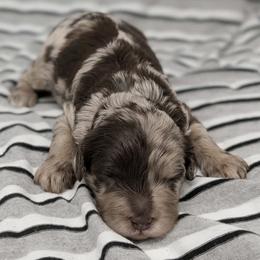Nimbus - Merle male Cavapoo puppy in Salem, New Jersey from Dreamy Night Doodles