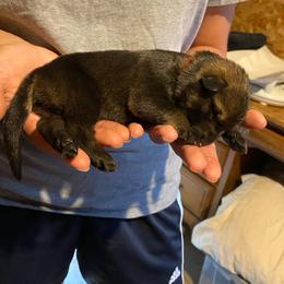 Red collar - Sable female German Shepherd puppy in Rathdrum, Idaho from Angelina's German Shepherds