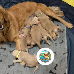Female (4th) - Golden female Golden Retriever puppy in Peyton, Colorado from Splish Splash Goldens LLC