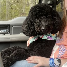 Molly - Goldendoodle