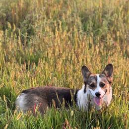 Hazel - Pembroke Welsh Corgi