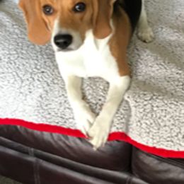 Beagle All Grown Up from Utah Beautiful Beagles