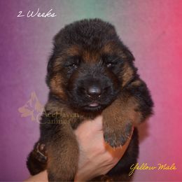 Yellow Collar - Black and red male German Shepherd puppy in Orlando, Florida from AceHaven Canines