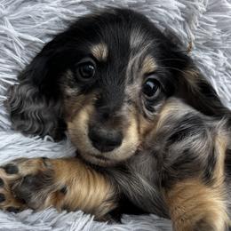Alpha - Black and cream male Dachshund puppy in Fayetteville, Arkansas from Cortney Hart