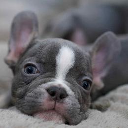 French Bulldog puppies from 3B Kennels-Beth’s Best Boston’s