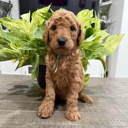 Light Blue - Red  male Goldendoodle puppy in Bakersfield, California from Lavish Doodles