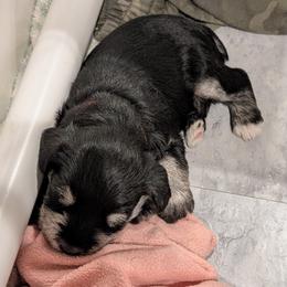 Red - Black and silver male Miniature Schnauzer puppy in Cumming, Georgia from Bella Pups LLC