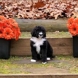 Moe - Black and white male Bernedoodle puppy in Ball Ground, Georgia from Foothills Family Doodles