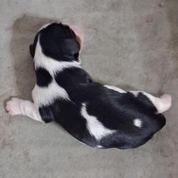 Ellie - Tri-color female Cavalier King Charles Spaniel puppy in West Plains, Missouri from God's Designs Cavaliers