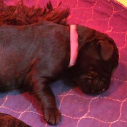 TCCK9 G2 - Black female Giant Schnauzer puppy in Bessemer, Alabama from The Copper Cottage Canines