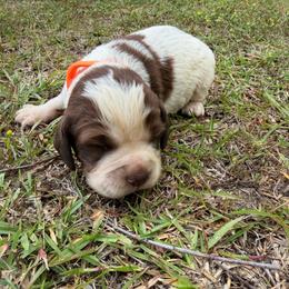 Boy 3 orange collar - Red and white male English Springer Spaniel puppy in Bonifay, Florida from Sherrouse English Springer Spaniels