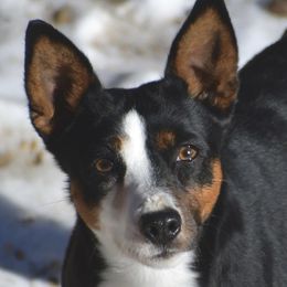 CAM - Rat Terrier