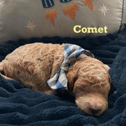 Comet - Cream male Goldendoodle puppy in Noblesville, Indiana from Heart & Paw Goldendoodle Co.