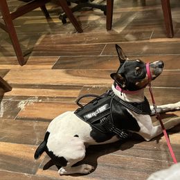 Rat Terrier Puppies from Haiku Rat Terriers