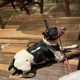 Rat Terrier Puppies from Haiku Rat Terriers