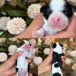 Minnie - Tri-color female Cavapoo puppy in Yuciapa, California from AlltheDoodlez_