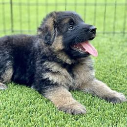 German Shepherd Puppies from Broward Shepherds