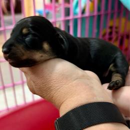 Morticia - Black and cream female Dachshund puppy in Pinellas Park, Florida from Chait Miniature Dachshunds