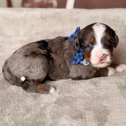 Ren - Blue merle male Bernedoodle puppy in Royse City, Texas from Platinum Bernedoodles of Texas