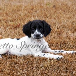 Tan - Black and white female English Springer Spaniel puppy in Loris, South Carolina from Palmetto Springer Spaniels