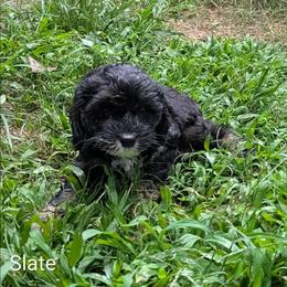 Slate - Black and white male Cockapoo puppy in Sunset, Louisiana from Cano Cockapoos
