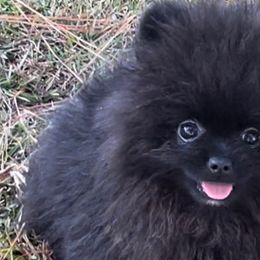 Pomeranian Puppies from Silver’s Reigning Heir Poms