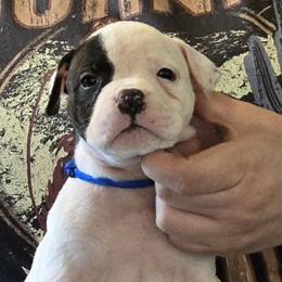 Fudge - White male American Bulldog puppy in Three Rivers, Michigan from Jemms Kennels