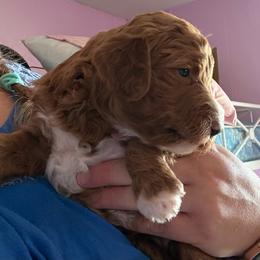 Nutmeg - Caramel red female Labradoodle puppy in Montrose, Colorado from Ithilien Labradoodles