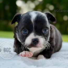Joker - Black and white male Chihuahua puppy in Forsyth, Georgia from Brooks Grove Canines LLC