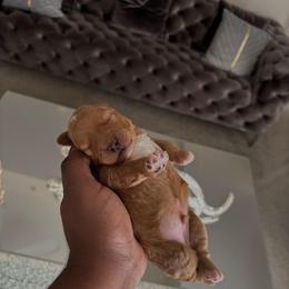 Green collar boy - Apricot male Goldendoodle puppy in Fort Myers, Florida from Gandystailsofjoy