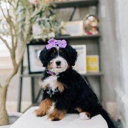 Kimmy - Tri-color female Bernedoodle puppy in Murray, Utah from Sun Valley Doodles