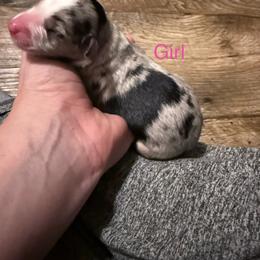Nelli - Blue merle female Miniature Australian Shepherd puppy in Romney, West Virginia from South Branch Mini Aussies