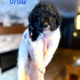 Oriole - Black and white male Bernedoodle puppy in Midland, Michigan from Northern Charm Farm