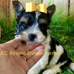 Xtreme Boy 2 - Black tan and white male Biewer Terrier puppy in Jonestown, Pennsylvania from AKC Xtreme Biewer Terriers...