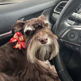 Kaiser - Miniature Schnauzer