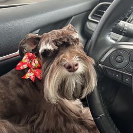 Kaiser - Miniature Schnauzer