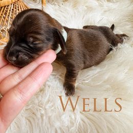 Dachshund Puppies from Itty Bitty Dachshunds