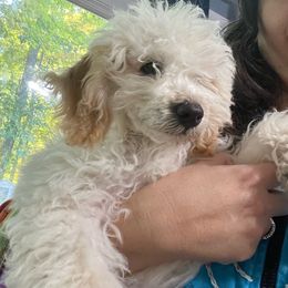 Shiloh - Cream Goldendoodle puppy in Cincinnati, Ohio from Danielle's Doodles