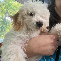 Shiloh - Cream Goldendoodle puppy in Cincinnati, Ohio from Danielle's Doodles