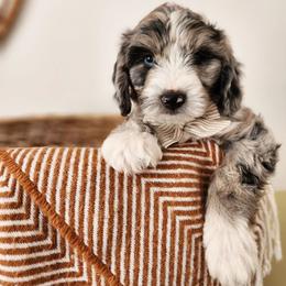 Olive - Blue merle and white male Sheepadoodle puppy in Tooele, Utah from Salt & Snow Pups