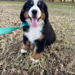 Bernedoodle, Bernese Mountain Dog, and Goldendoodle Puppies from Ashley Baldwin