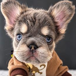 Drill Bit - Tricolors male French Bulldog puppy in Porter, Texas from Whatabulldog