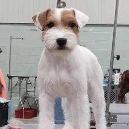 Parson Russell Terrier puppies from Parhelion Parsons