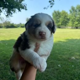 Stormy - Red merle female Australian Shepherd puppy in Morrow, Ohio from OakHaven Acres Aussies