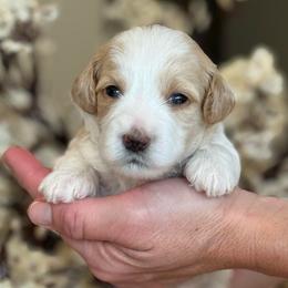 Betty - Parti female Goldendoodle puppy in Yuciapa, California from AlltheDoodlez_