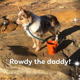Rowdy - Toy Australian Shepherd