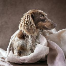 Fable - Dapple female Dachshund puppy in Danbury, New Hampshire from Maplewood Mountain Farm